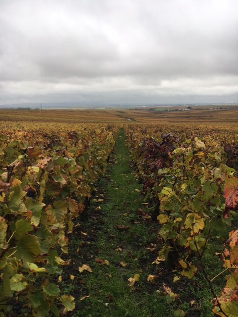 Champagne vineyard